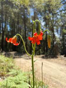 Lilium maritimum (Kellogg 1875) – Lilium Species Foundation